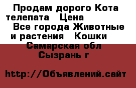  Продам дорого Кота-телепата › Цена ­ 4 500 000 - Все города Животные и растения » Кошки   . Самарская обл.,Сызрань г.